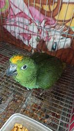 Pappagalli