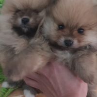 Spitz Pomerania femmina orange e bianca