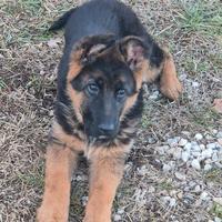 Cuccioli di pastore tedesco