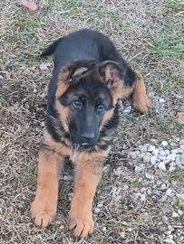 Cuccioli di pastore tedesco