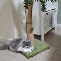 Persiano platinum 6 mesi vaccini fatti