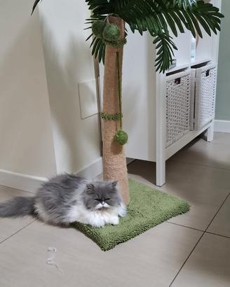 Persiano platinum 6 mesi vaccini fatti