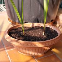 palme da dattero 