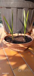 palme da dattero 
