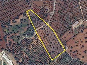Terreno agricolo con uliveti