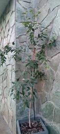 Betulla Pendula