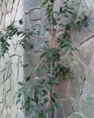 Betulla Pendula