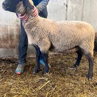 Pecore incrocio suffolk