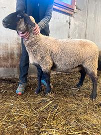 Pecore incrocio suffolk