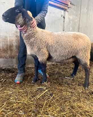 Pecore incrocio suffolk