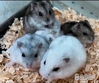 Criceti russi