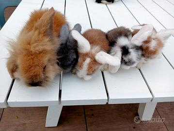Conigli d angora