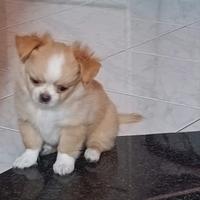 Cuccioli Chihuahua