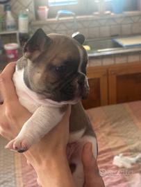 Bulldog francese