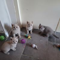 Meravigliosi gattini british shorthair