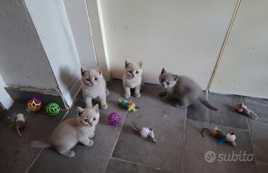 Meravigliosi gattini british shorthair