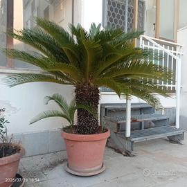 Pianta Cycas revoluta (tronco 50 cm.)