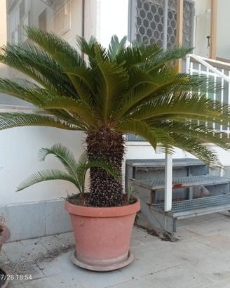 Pianta Cycas revoluta (tronco 50 cm.)