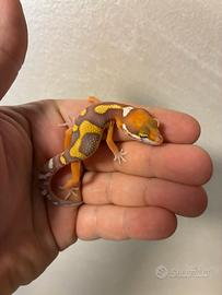 Geco Leopardino