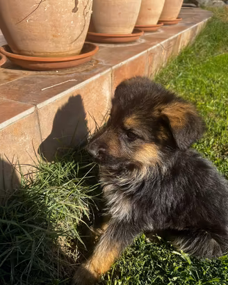 Cuccioli pastore tedesco