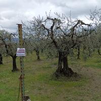 Terreno agricolo