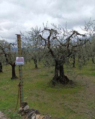 Terreno agricolo