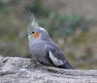 Calopsite allevata a mano