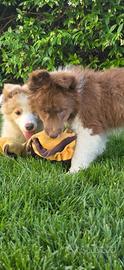 Border collie
