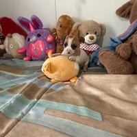 Chihuahua