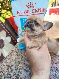 Chihuahua