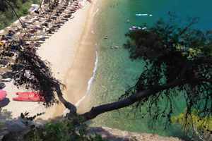 Pugnochiuso i delfini