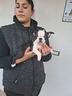 boston-terrier-cuccioli-