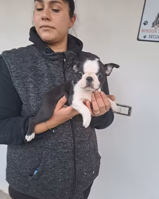 Boston terrier cuccioli 