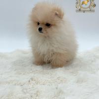 Dolcissimo cucciolo Spitz di Pomerania