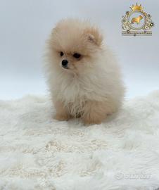 Dolcissimo cucciolo Spitz di Pomerania