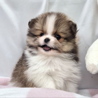 Cucciolo di spitz