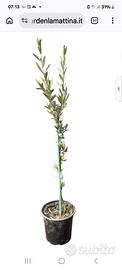 pianta d'olivo 