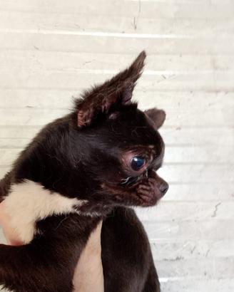 Chihuahua per monta