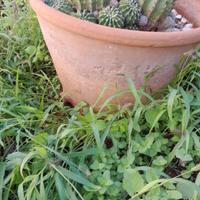 vaso in terracotta antico ( limmu)