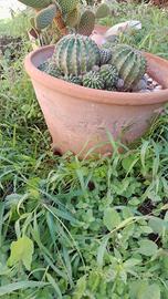 vaso in terracotta antico ( limmu)