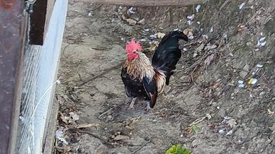 Gallo serama