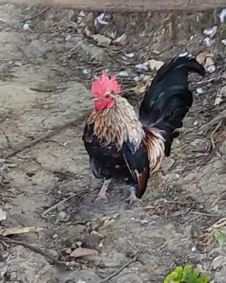 Gallo serama