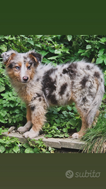 Pastore australiano cucciola occhi chiari