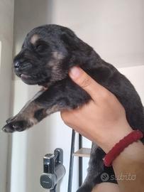 Nata cucciolata pastore tedesco