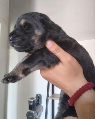 Nata cucciolata pastore tedesco
