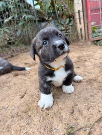 Cuccioli di Welsh corgi cardigan