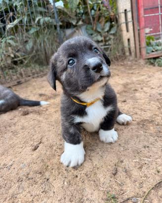 Cuccioli di Welsh corgi cardigan