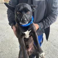 Cagnolino simil pincher taglia piccola di 5 anni