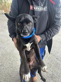 Cagnolino simil pincher taglia piccola di 5 anni