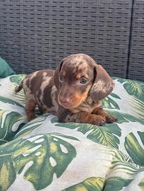 Bassotti cuccioli